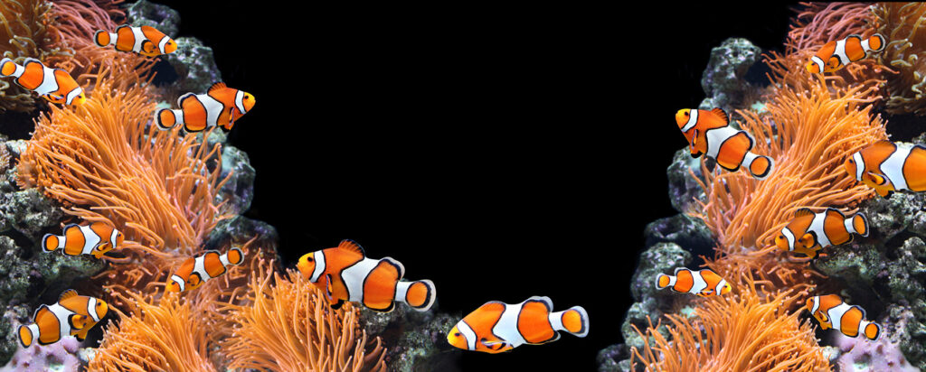 The Pet Advocacy Network has set up an easy system to allow individual aquarists to contact their representatives and request an end to U.S. import tariffs on live tropical fish.