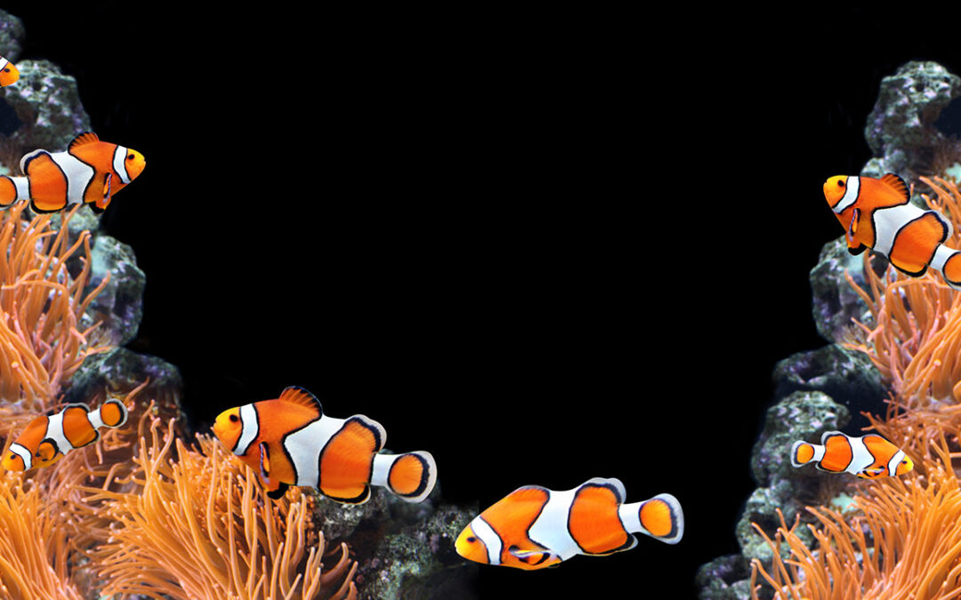 Pet Advocacy Network Calls to End Tariffs on Live Tropical Fish