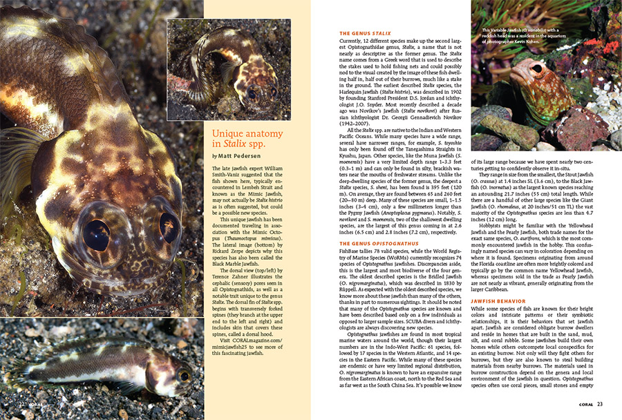 The Jawfish Stalix histrio Mimics A Master Mimic