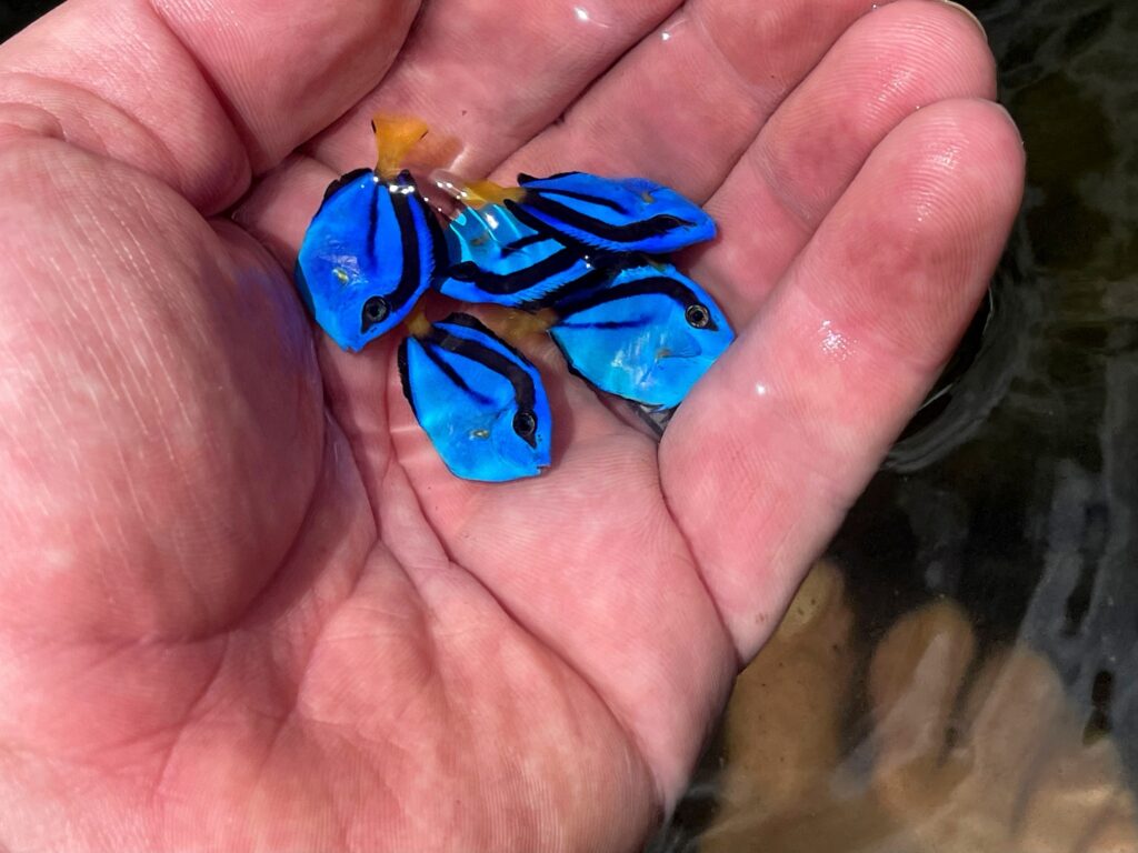 A precious handful: captive-bred Paracanthurus hepatus tangs produced by Surge Marine Life.