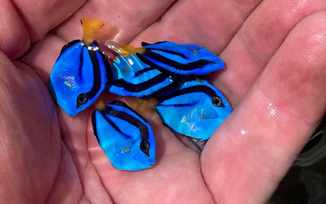 Surge Marine Life Produces Captive-Bred Indian Ocean Yellow-Belly Blue Hepatus Tangs