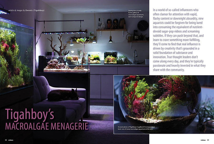 Tigahboy’s Macroalgae Menagerie - by Dennis "Tigahboy", CORAL Magazine, July/August 2025.
