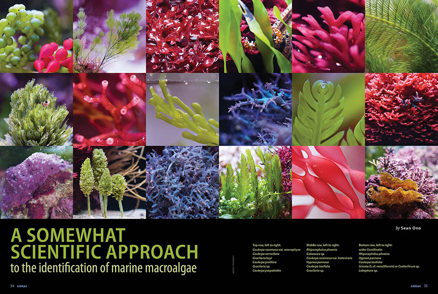 A Somewhat Scientific Approach To The Identification Of Macroalgae, by Sean Ono, CORAL Magazine, July/August 2025.
