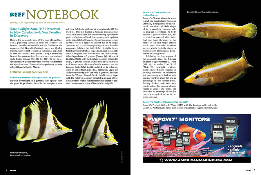 Reef Notebook: Into the twilight zone of New Caledonia