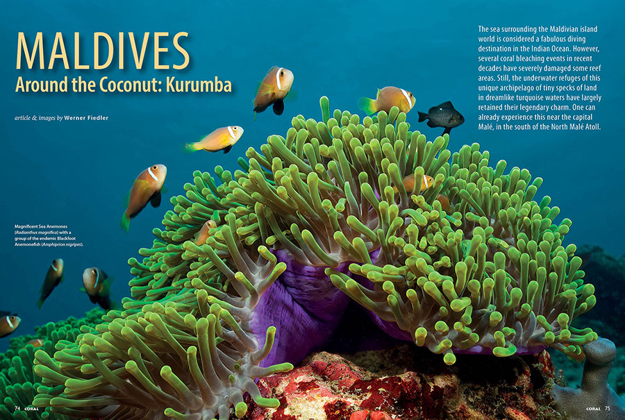 Maldives Around The Coconut: Kurumba, by Werner Fiedler, CORAL Magazine, July/August 2025.