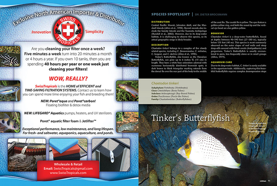Tinker's Butterfly, Chaetodon tinkeri, is in this issue's SPECIES SPOTLIGHT, CORAL Magazine, July/August 2025.