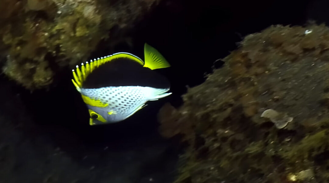 VIDEO: Rare Yellow Crown Butterflyfish, Chaetodon flavocoronatus, at Ahyi Seamount