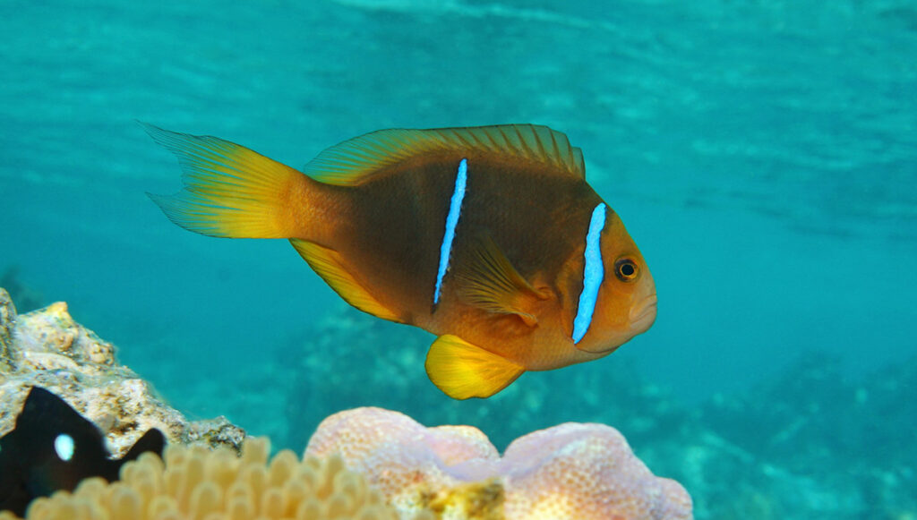 Formerly known as Amphiprion chrysopterus, this French Polynesian clownfish is now known as the Polynesian Anemonefish, Amphiprion maohiensis. Image credit: Damsea/Shutterstock