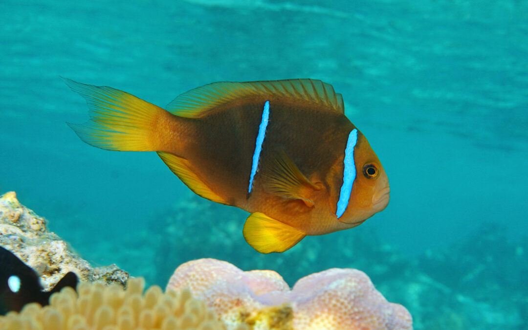 New Clownfish Species Described: Meet Amphiprion maohiensis