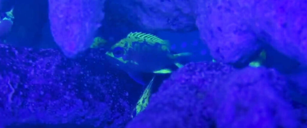 Did you know that there's an anthias that will fluoresce? That's right. The Rose Anthias, Odontanthias katayamai, has this unique characteristic. And now, Surge Marine Life in Florida has bred it in captivity.