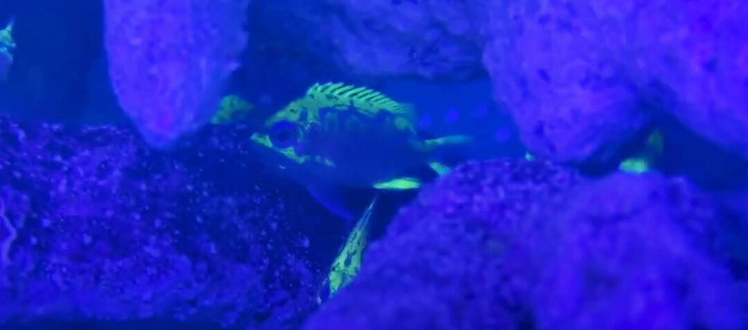VIDEO: Fluorescing Rose Anthias from Surge Marine Life, an Aquarium Breeding First