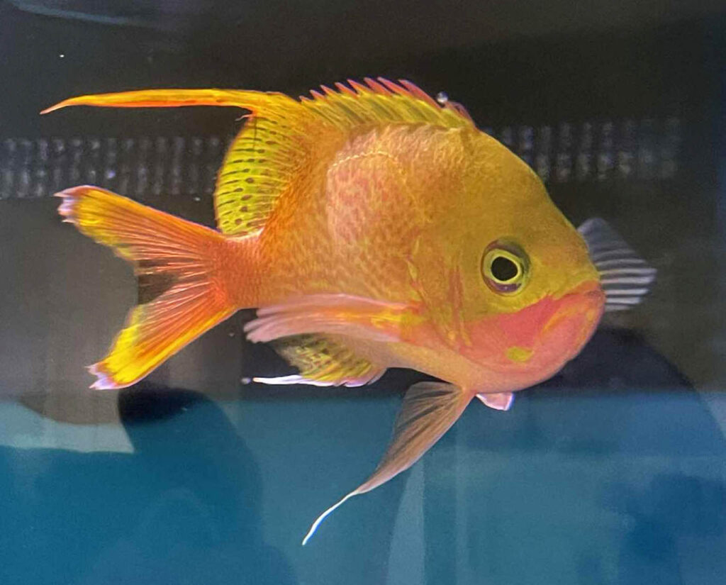An adult male broodstock Odontanthis katayamai, or Rose Anthias, the father of a new generation of aquarium-bred specimens at Surge Marine Life.