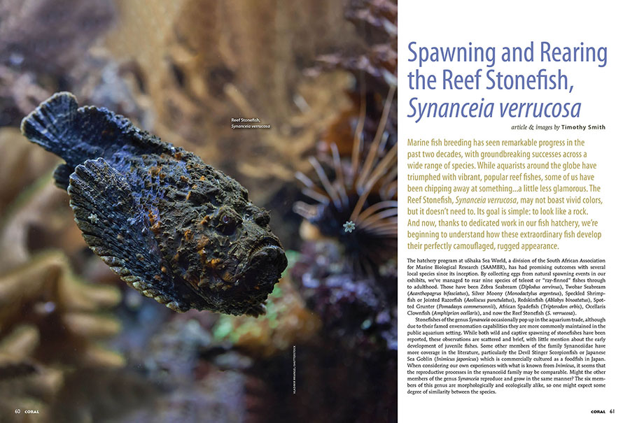 Spawning and Rearing The Reef Stonefish, Synanceia verrucosa, by Timothy Smith, from the September/October 2025 issue of CORAL Magazine.