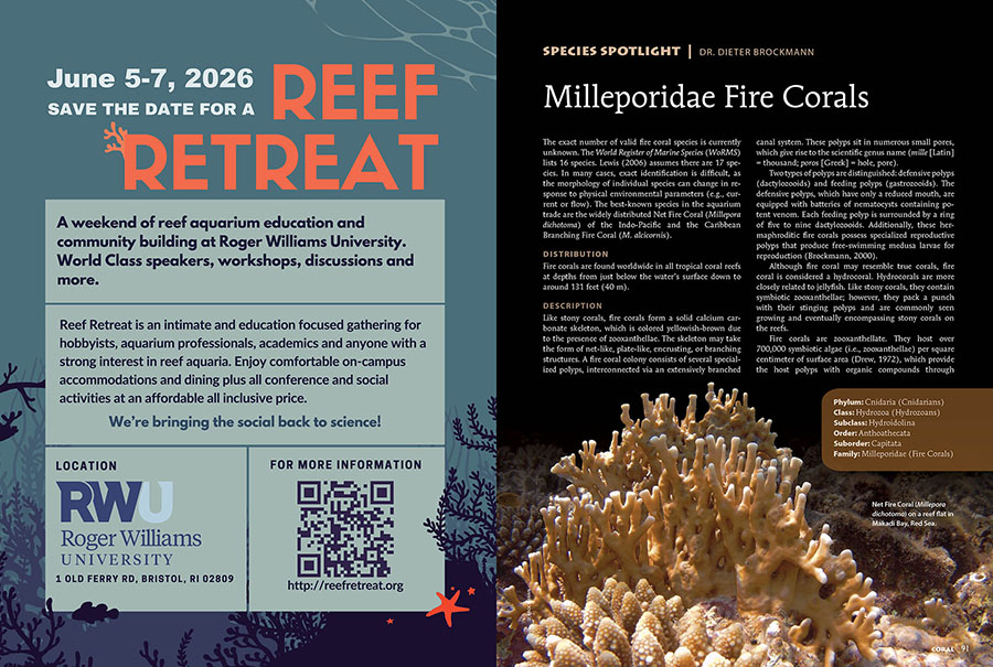 The Species Spotlight for CORAL Magazine's September/October 2025 issue shines on Milleporidae Fire Corals!