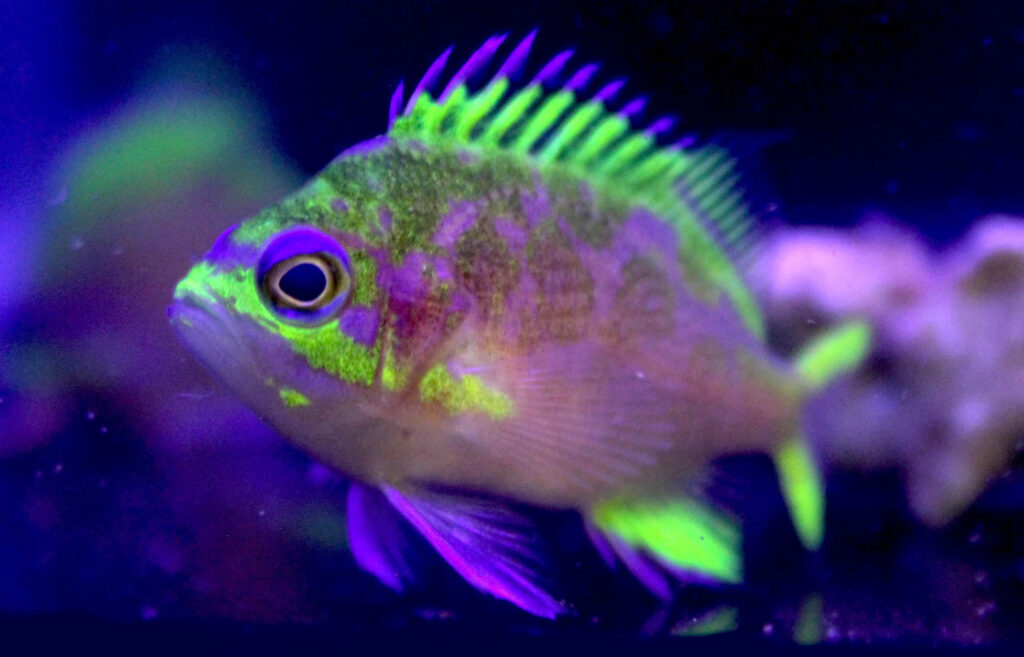 At roughly 3.5 months of age and 1.5 inches in size, the world's first captive-bred Rose Anthias, Odontanthias katayamai are shipping from Surge Marine Life in Florida. Image courtesy Surge Marine Life.