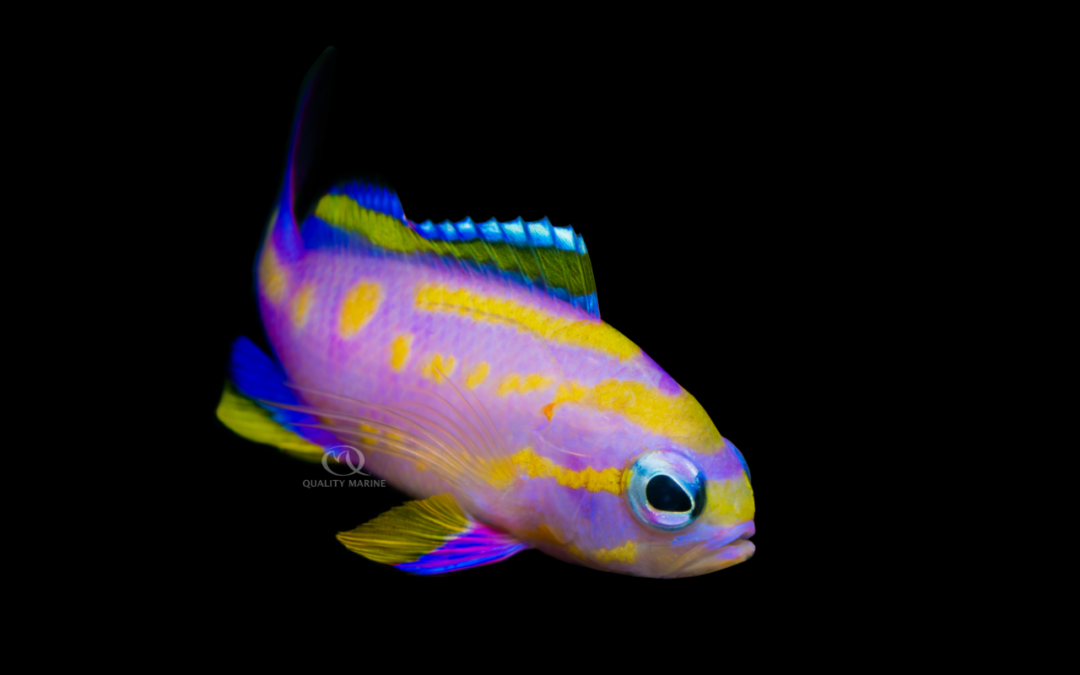 Bennett’s Anthias – Tosanoides bennetti: A Jewel of the Deep for Marine Enthusiasts