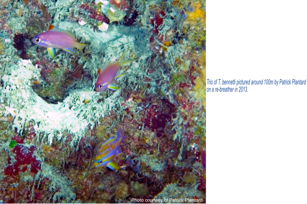 Trio of T. bennetti pictured around 100m by Patrick Plantard on a re-breather in 2013.