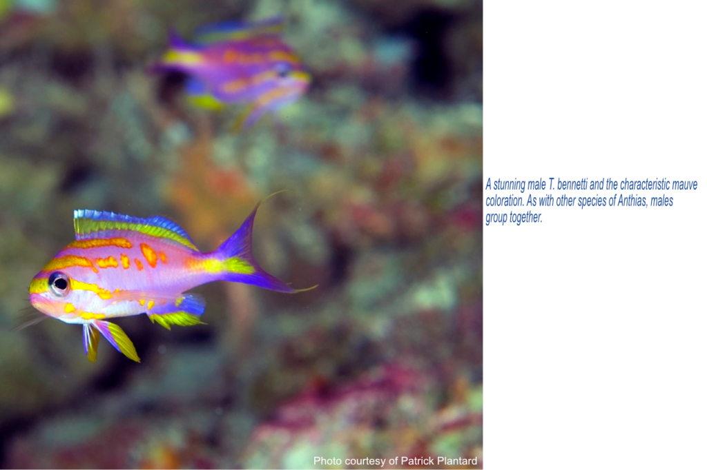 A stunning male T. bennetti and the characteristic mauve coloration. As with other species of anthias, males group together.
