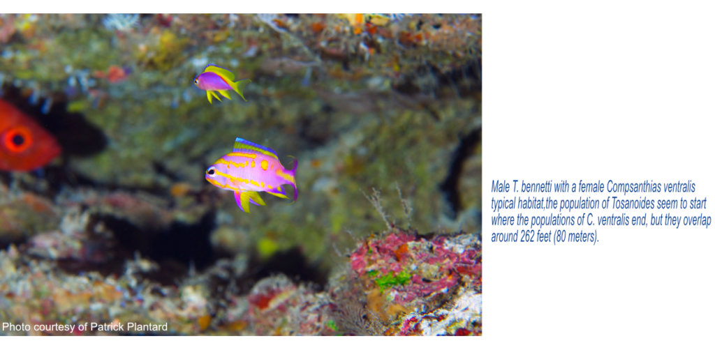 Male T. bennetti with a female Compsanthias ventralis. Typical habitat. The population of Tosanoides seem to start where the populations of C. ventralis end, but they overlap around 262 feet (80 meters).