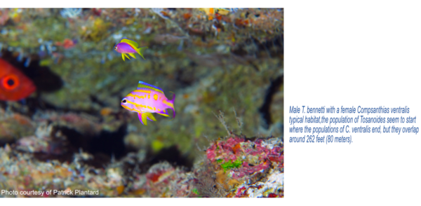 Male T. bennetti with a female Compsanthias ventralis. Typical habitat. The population of Tosanoides seem to start where pthe populations of C. ventralis end, but they overlap around 262 feet (80 meters).