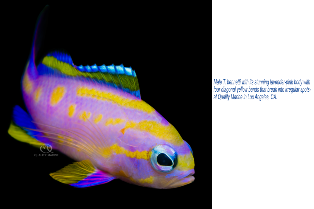 Male T. bennetti with its stunning lavender-pink body with four diagonal yellow bands that break into irregular spots at Quality Marine in Los Angeles, CA.