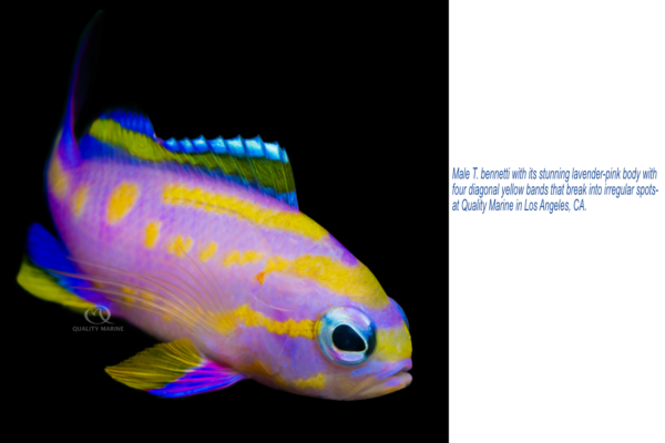 Male T. bennetti with tis stunning lavender-pink body iwth four diagonal yellow bands that break into irregular spots at Quality Marine in Los Angeles, CA.