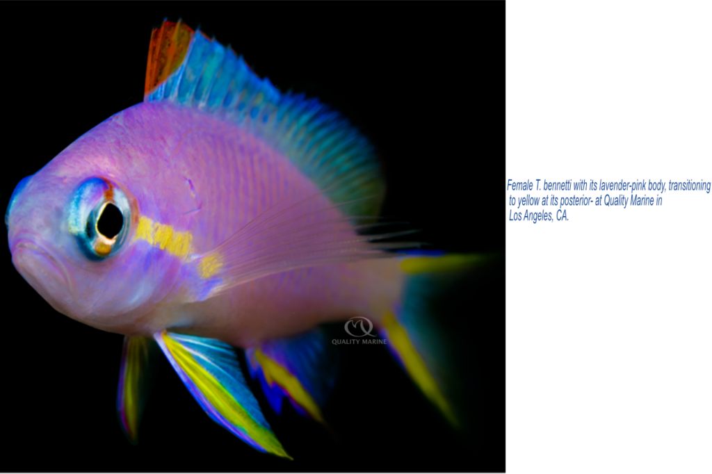 Female T. bennetti with its lavender-pink body, transitioning to yellow at its posterior, at Quality Marine in Los Angeles, CA.