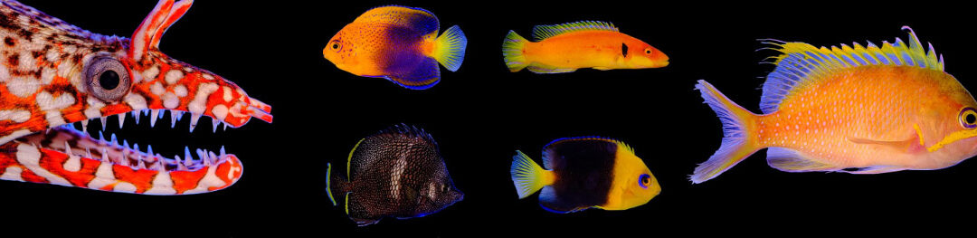 Carolina Aquatics Showcases Recent Import of Ultra-Rare Marine Fish from Japan