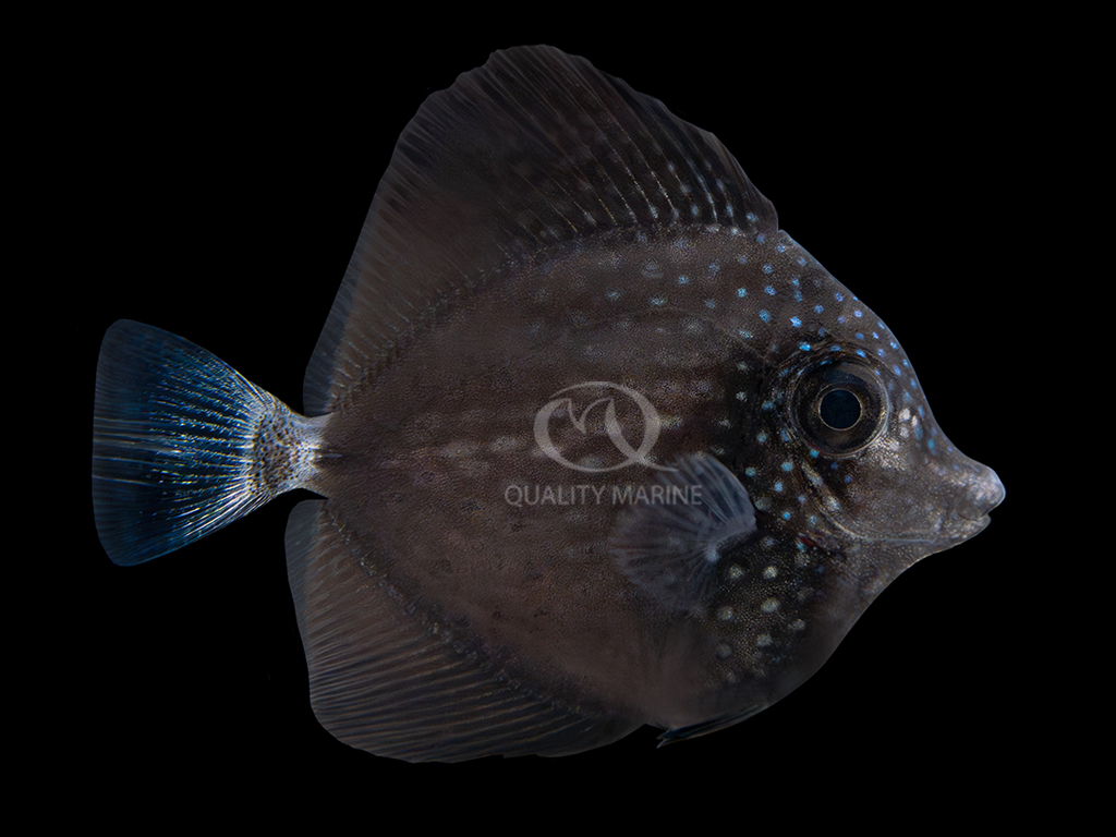 Once through settlement and metamorphosis, this post-larval/juvenile Gem Tang (Zebrasoma gemmatum) displays a white tail and the initial spotted markings characteristic of the species. Image courtesy Quality Marine.