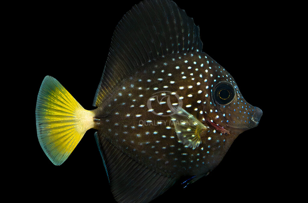 World’s First Aquacultured Gem Tang: Quality Marine Labs Achieves Historic Milestone!