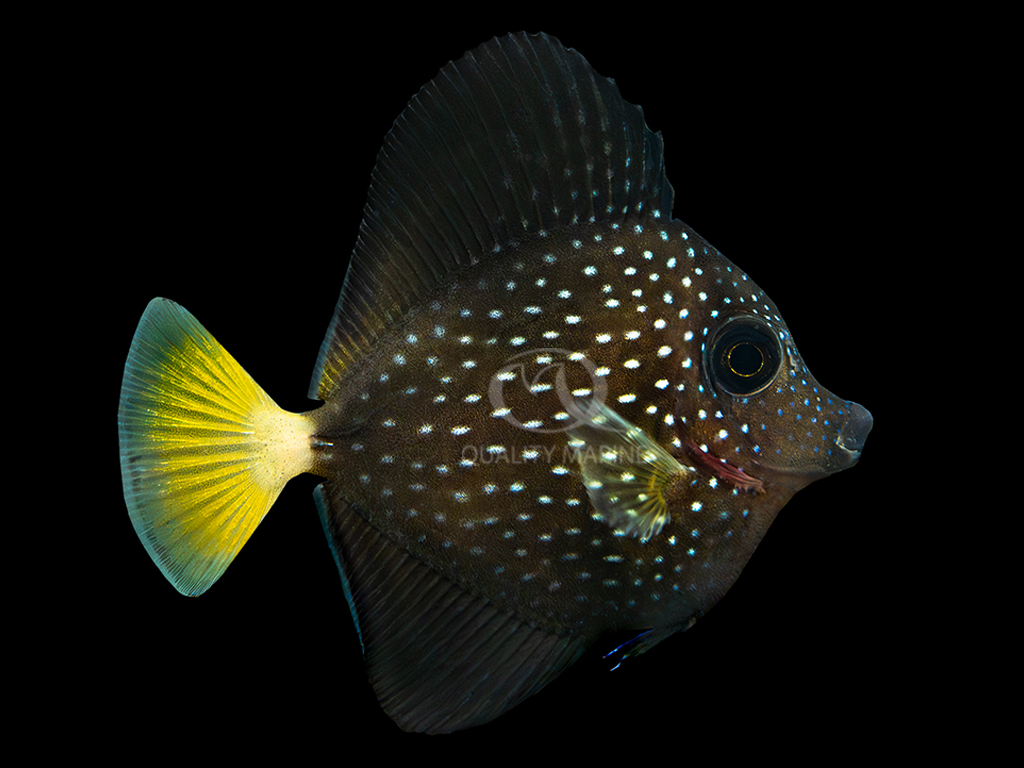 A worldwide first: the Gem Tang (Zebrasoma gemmatum) has been successfully bred in aquariums by researchers at QM Labs.