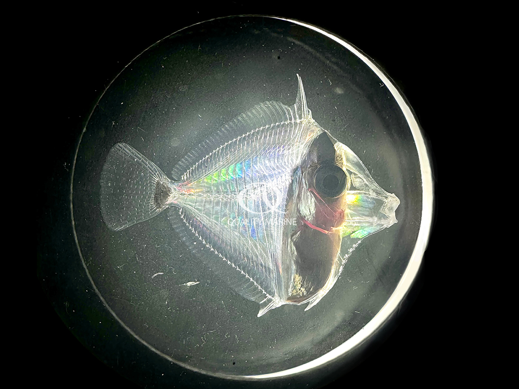 A later stage larval Gem Tang (Zebrasoma gemmatum).