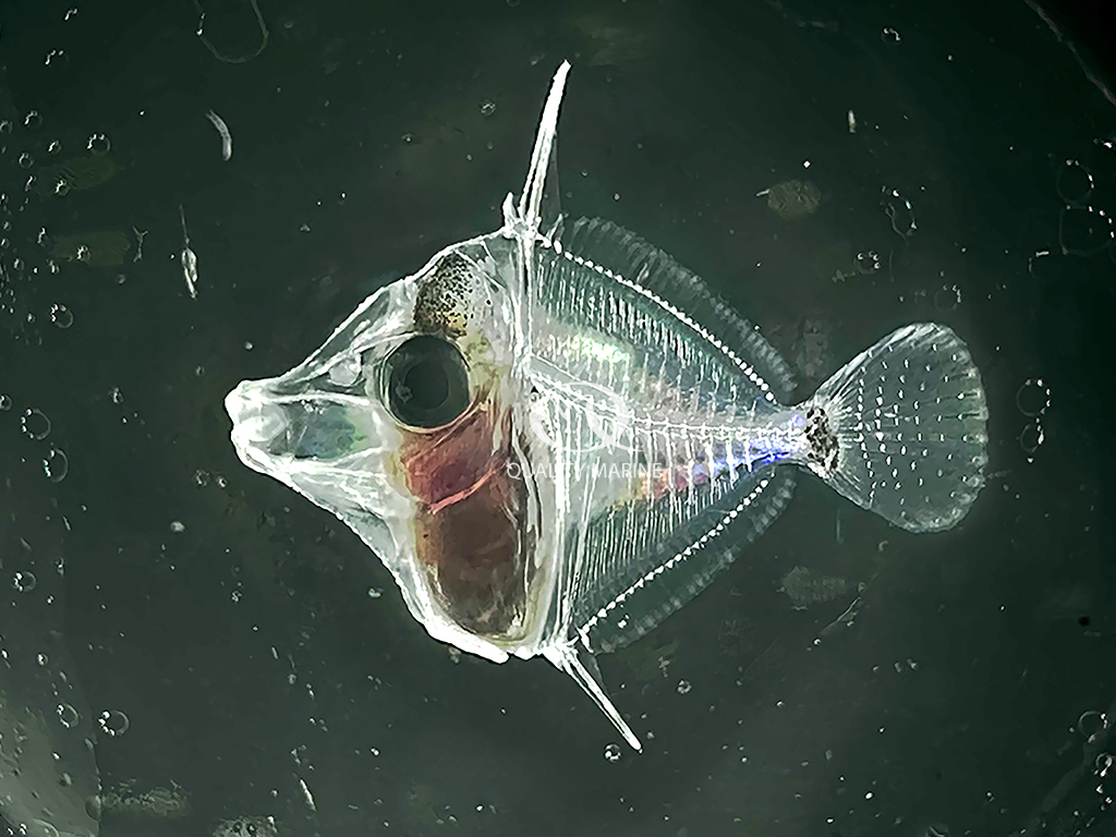 A larval Gem Tang (Zebrasoma gemmatum).