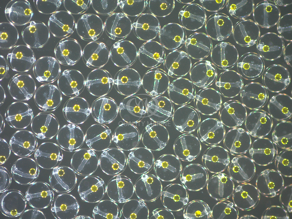 Fertile eggs with developing embryos of Zebrasoma gemmatum.