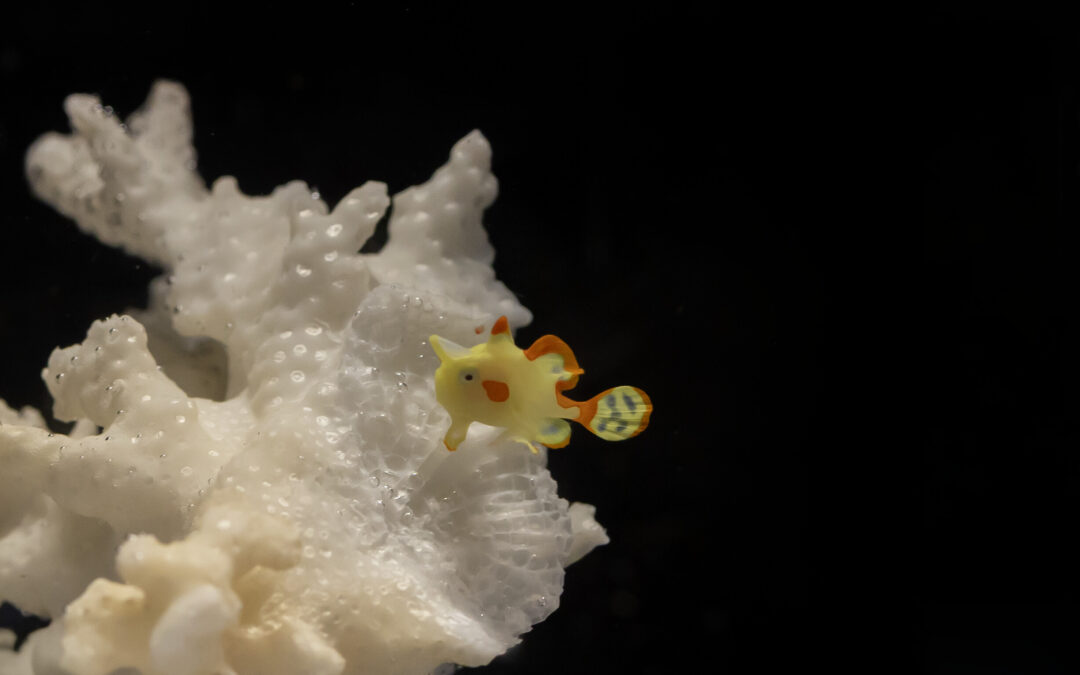 Pea-Sized Wonder: Shedd Aquarium Becomes First Known Aquarium to Raise Warty Frogfish Baby