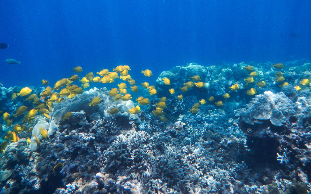 ALERT: Testimony Needed to Reopen Hawaii’s Aquarium Fishery