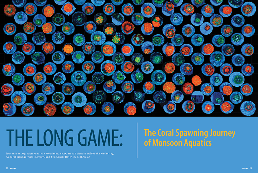 THE LONG GAME: The Coral Spawning Journey of Monsoon Aquatics, by Jonathan Moorhead, Ph.D., and Brooke Kimberly, with images by Juno Sui, CORAL Magazine, May/June 2026.