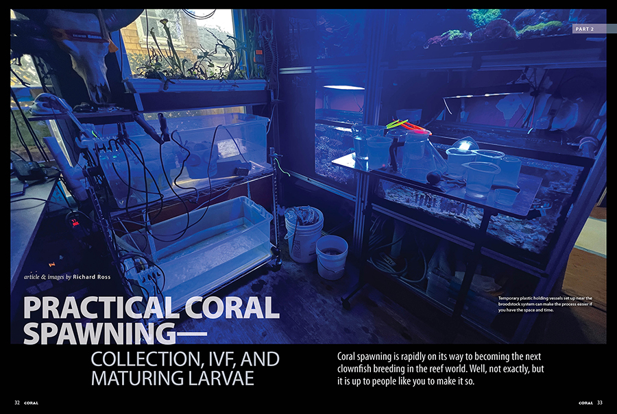 PRACTICAL CORAL SPAWNING—Collection, IVF, and Maturing Larvae, by Richard Ross, CORAL Magazine, May/June 2026.