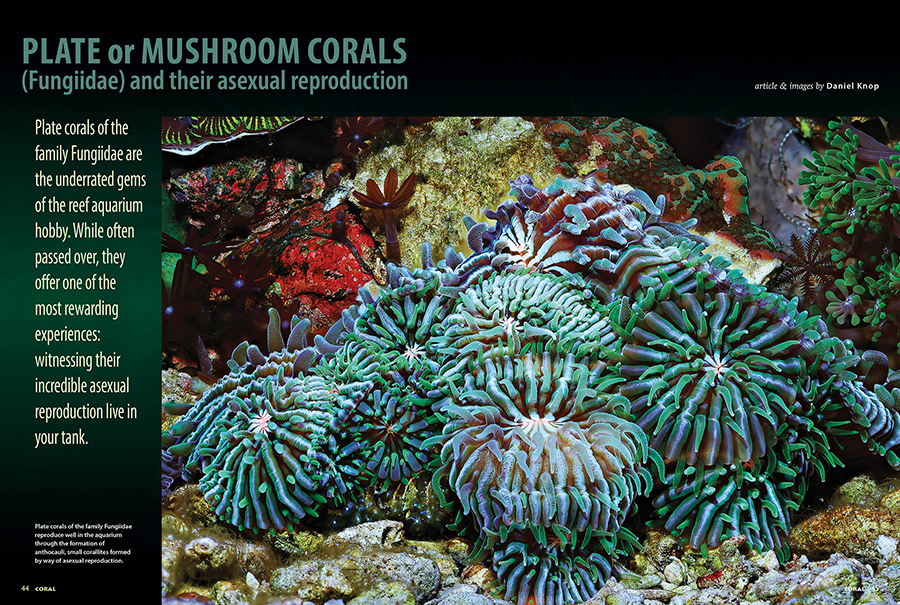PLATE or MUSHROOM CORALS (Fungiidae) and their asexual reproduction, by Daniel Knop, CORAL Magazine, May/June 2026.