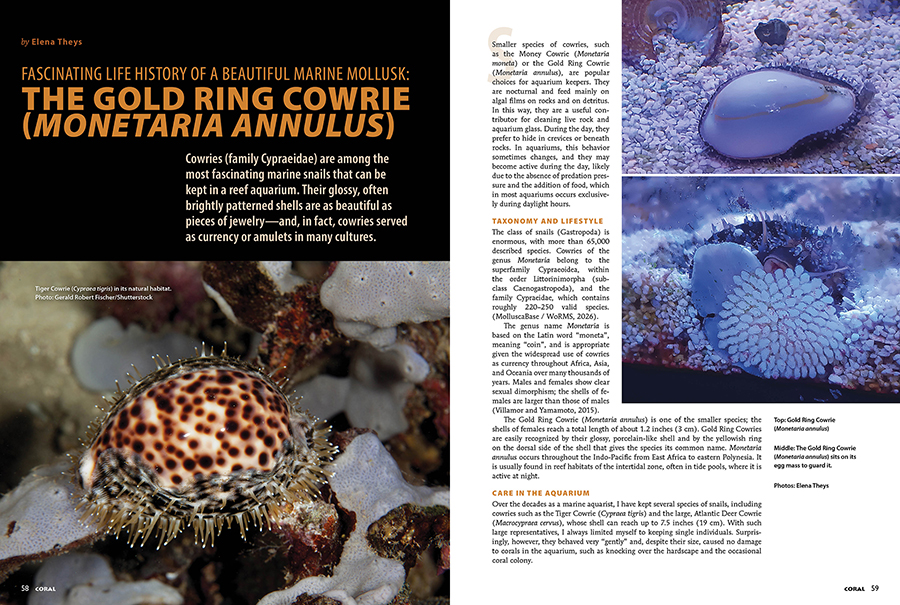 Learn about the Fascinating Life History of a Beautiful Marine Mollusk: The Gold Ring Cowrie (Monetaria annulus), by Elena Theys, CORAL Magazine, May/June 2026.