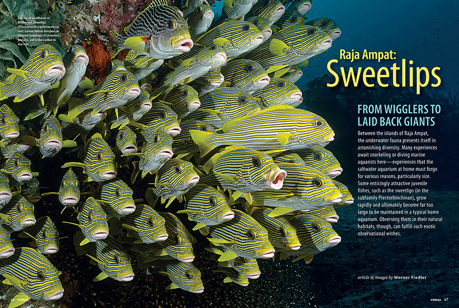This issue's TRAVEL installment takes readers to Raja Ampat with a focus on Sweetlips, by Werner Fiedler, CORAL Magazine, May/June 2026.