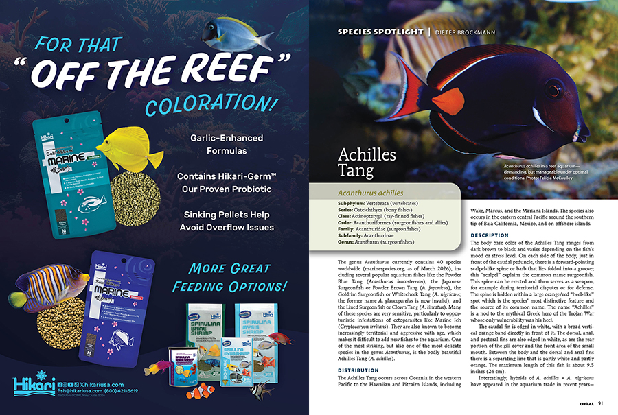 The Achilles Tang, Acanthurus achilles, takes the SPECIES SPOTLIGHT in CORAL Magazine, May/June 2026.
