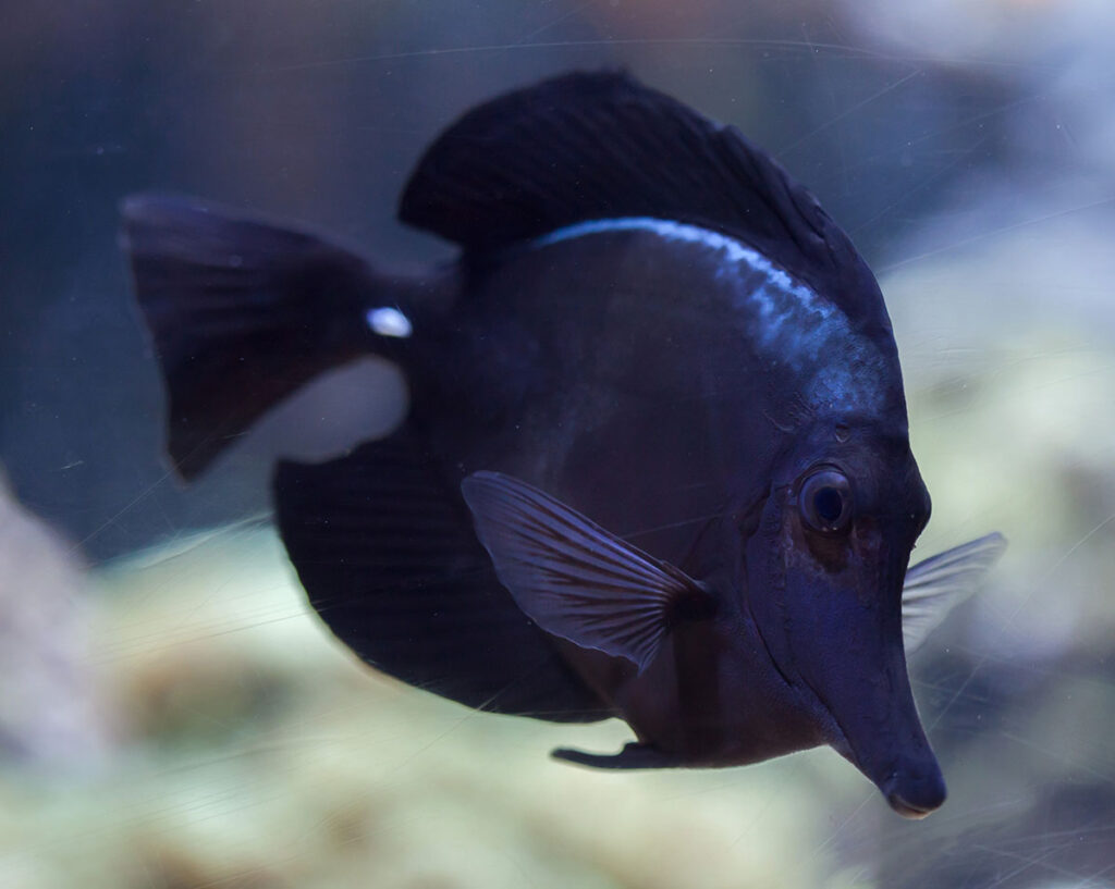 An adult Black Longnose Tang (Zebrasoma rostratum) is quite an eyecatching, enigmatic specimen. Image credit Vladimir Wrangel/Shutterstock.