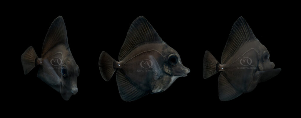 The aquacultured Black Longnose Tang (Zebrasoma rostratum) is the latest captive-breeding breakthrough at Qualtiy Marine Labs, another worldwide first in the world of marine ornamental aquaculture.