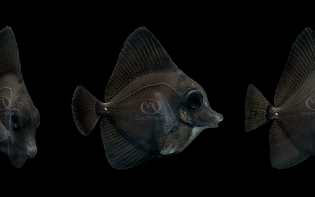 World’s First Aquacultured Black Longnose Tang: Quality Marine Achieves Another Historic Milestone!