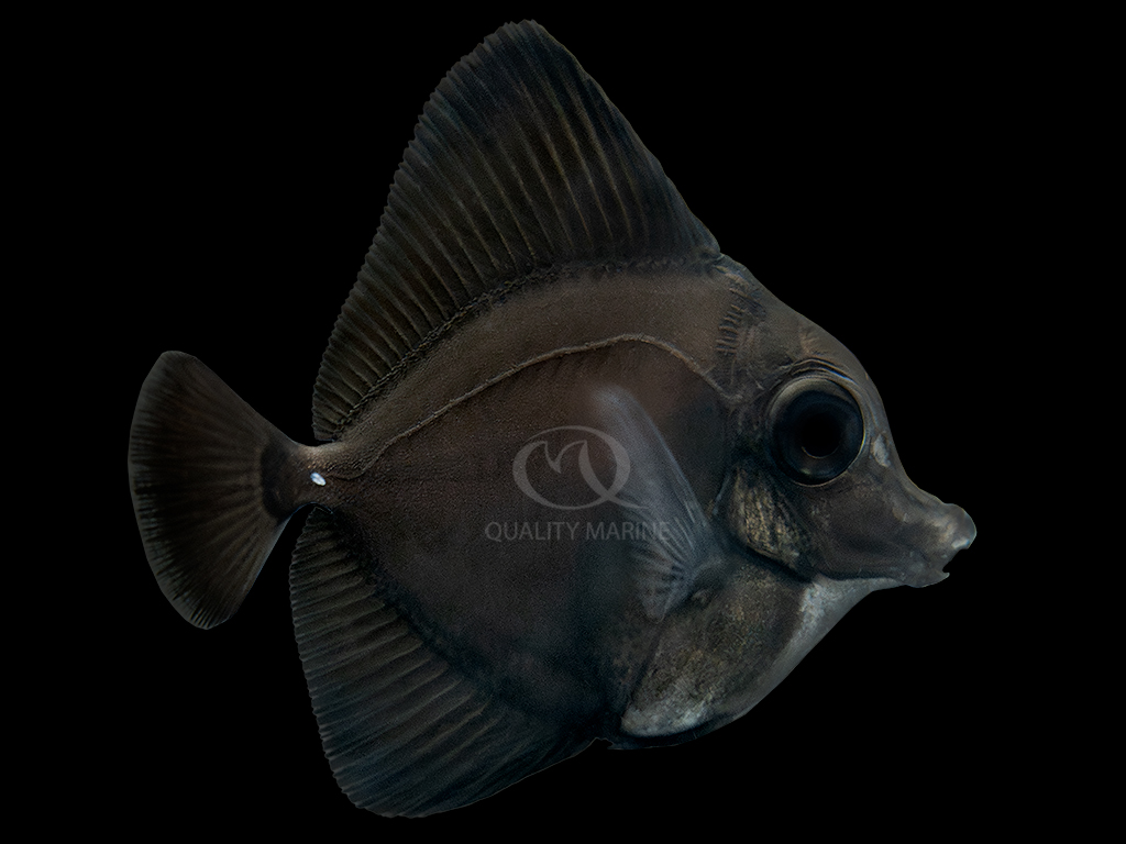 The fully colored juvenile Black Longnose Tang (Zebrasoma rostratum) shown here is a size perhaps never seen before in the aquarium trade.