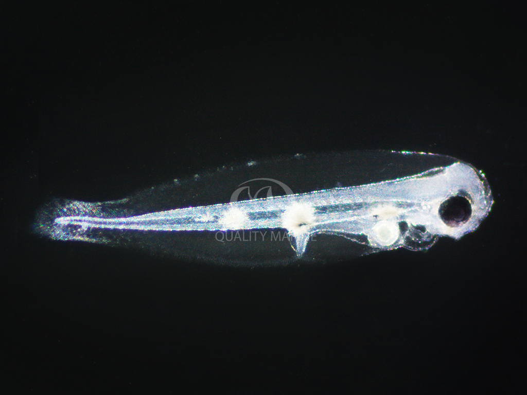 A larval Black Longnose Tang, Zebrasoma rostratum, perhaps just a couple of days old and read to start feeding.