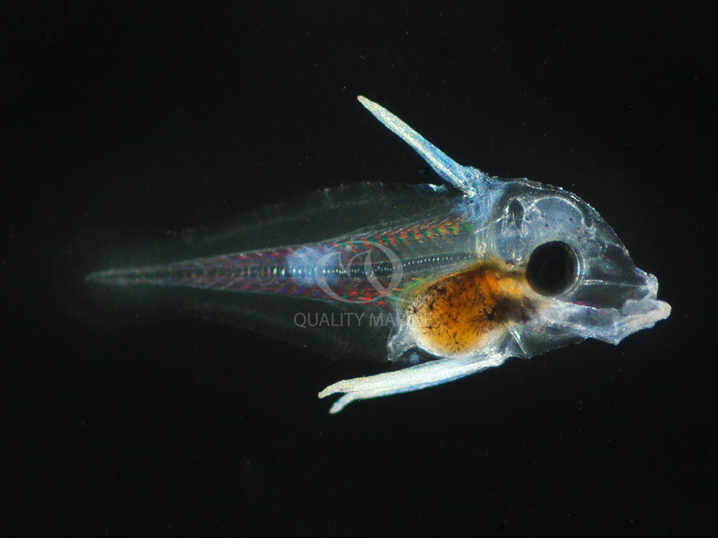 Larval Zebrasoma rostratum seem to follow a larval development pattern similar to other members of the genus.