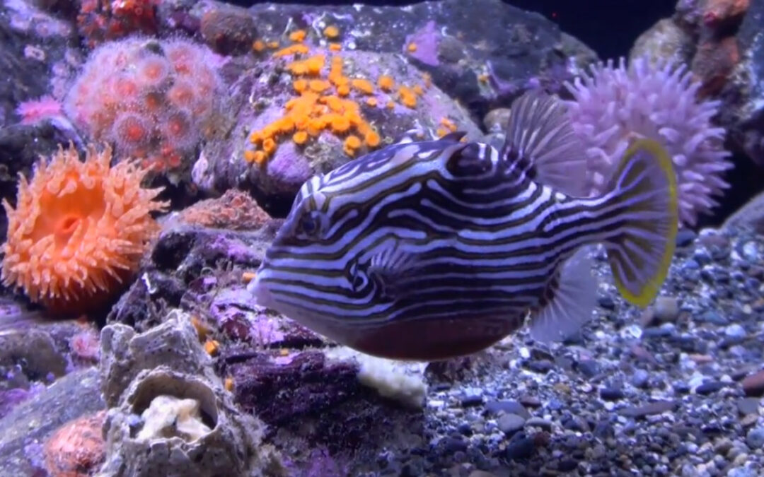 Video: The 400 Gallon Temperate Reef Aquarium of Steve Weast