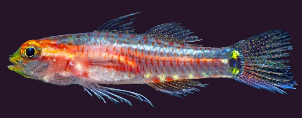 The fresh holotype of Eviota kathyae, collected in the volcanic fjords at Tufi, Papua New Guinea. Image credit: Mark V. Erdmann, CC-BY-4.0
